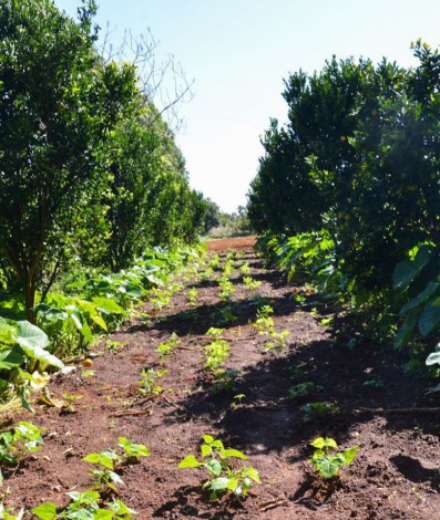 Sítio Pinheiro, na região de Brazlândia, no DF. A produção de alimentos orgânicos no sistema de agroflorestas vem ganhando destaque entre produtores rurais 