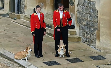 Presos na coleira pelos funcionários do palácio, os cães esperaram pacientemente no pátio do local. - Reprodução