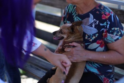 Volta Redonda vacina mais de 24 mil animais contra a raiva