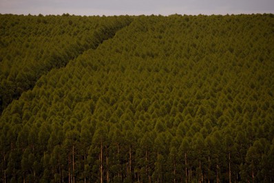 Florestas plantadas no Brasil ocuparam 9,5 milhões de hectares em 2021