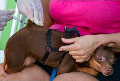 Campanha de Vacinação Antirrábica acontece neste sábado
