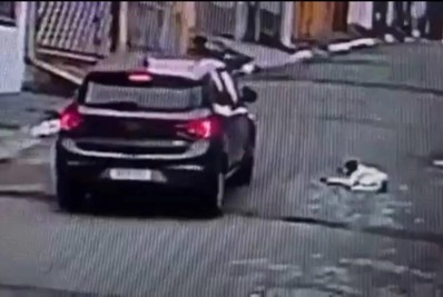 Motorista é preso após atropelar e matar cão de propósito