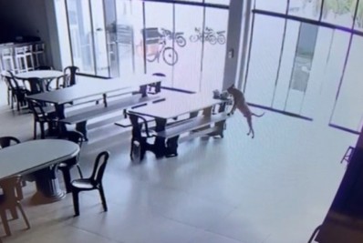 Cachorro caramelo invade refeitório e rouba marmita