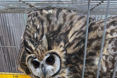 Guarda Ambiental de Niterói reintegra coruja ao habitat natural