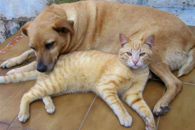 Prefeitura de Maricá anuncia ampliação do programa de castração de animais