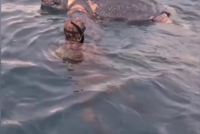 Tartaruga –de- pente é encontrada presa em rede de pesca na baía