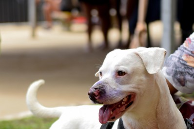 Vacinação contra raiva prossegue até sábado