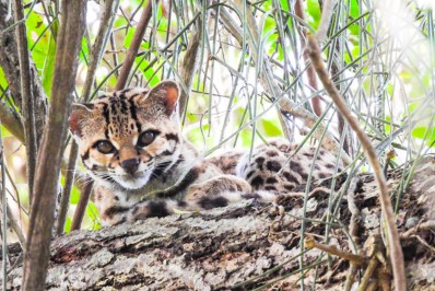 INEA fotografa felino de espécie rara em área de preservação ambiental no Norte Fluminense