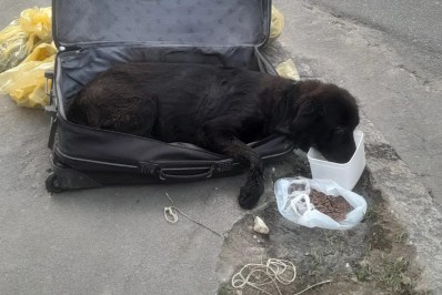 Cadela é encontrada amordaçada dentro de mala de viagem em Niterói