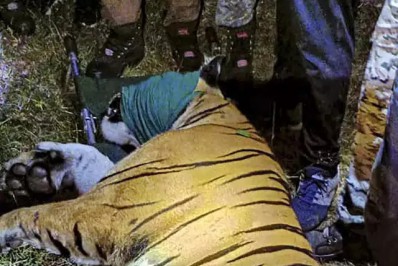 Tigre que matou 13 pessoas é capturado na Índia após uma semana de buscas