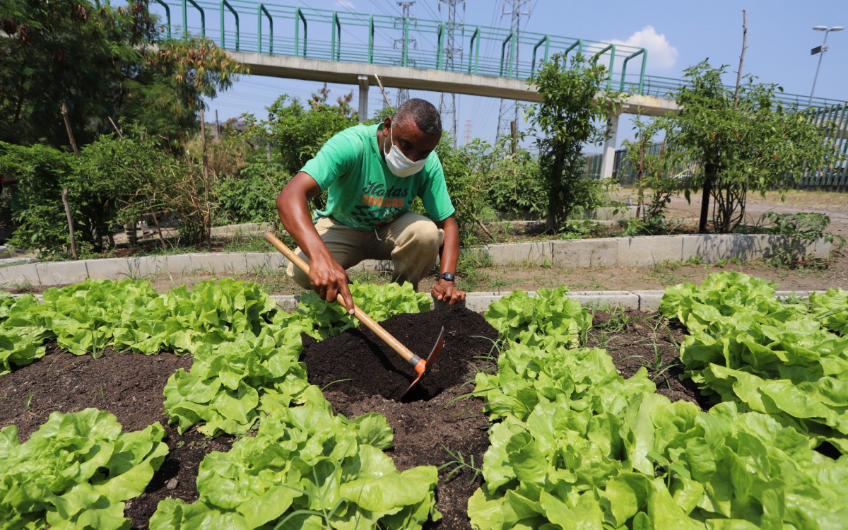 Horta de Madureira conta com 55 canteiros produtivos e outros 95 em desenvolvimento - Divulgação