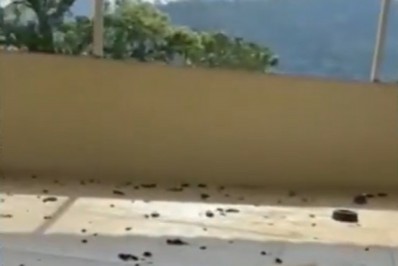 Duas mulheres são presas por maus-tratos a animais em Magé