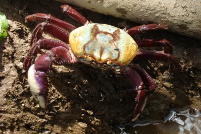 Defeso proíbe captura e comercialização de caranguejo até 31 de dezembro em todos os manguezais