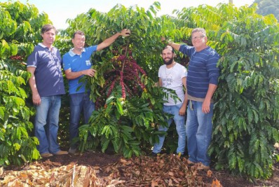 Produção de café no estado do Rio registra aumento de 127% no faturamento