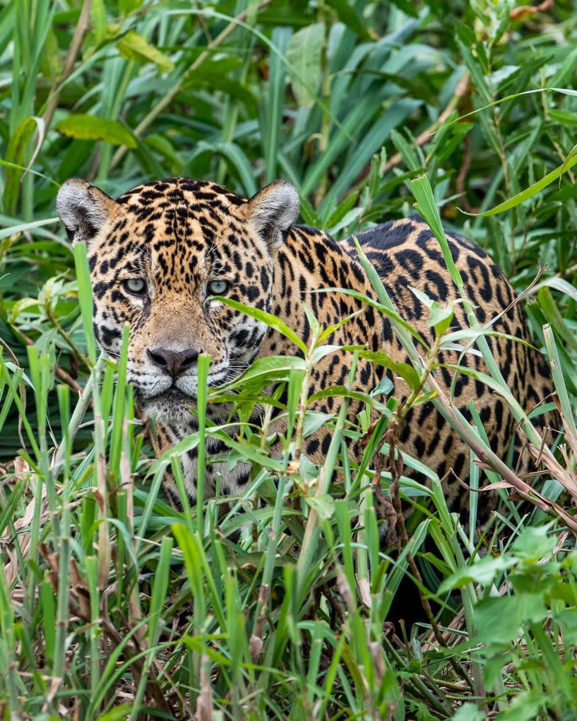 Rafa Kalimann conhece a onça Kalimann no Pantanal - Reprodução Internet