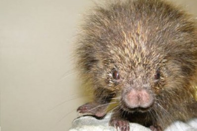 Grupamento Ambiental resgata mais de 250 animais silvestres em dez meses, a maioria gambás