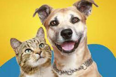 Prefeitura promove ação de fiscalização e nova campanha de adoção de animais