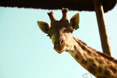 MP denuncia quatro pessoas por maus-tratos e importação irregular de girafas para o RJ