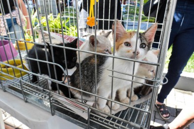 Adoção de cães e gatos acontecerá neste sábado no Caxito (22/10)