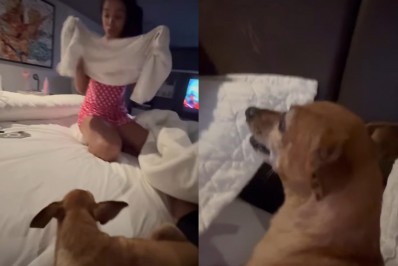Brunna Gonçalves tenta beijar Ludmilla e é atacada pela cachorra do casal
