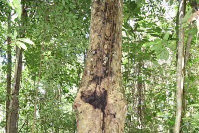 Pesquisadores descobrem espécie de árvore gigante na Mata Atlântica