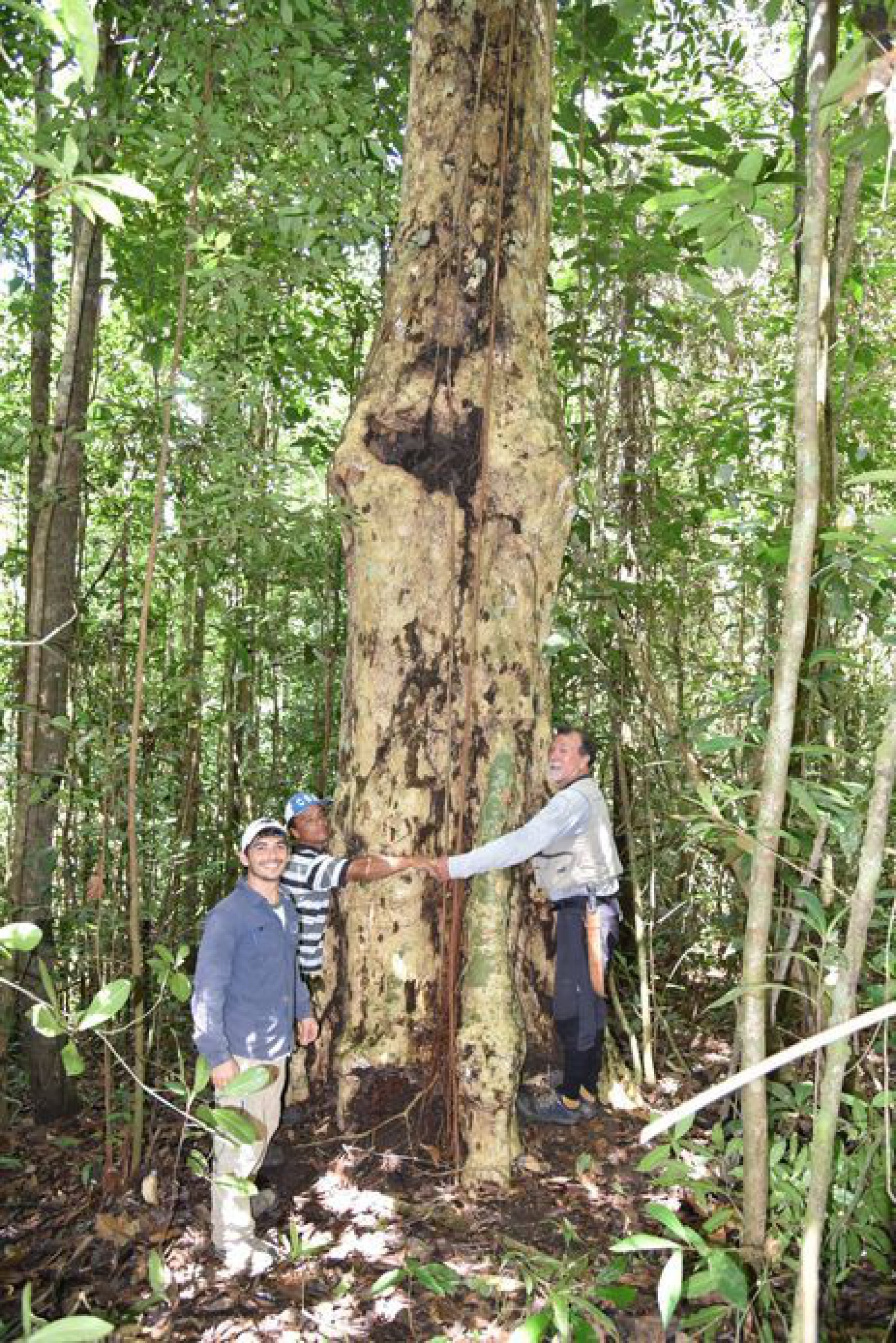 🌐 A gigantesca árvore milenar cortada por ser inacreditável