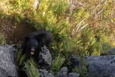 Vídeo: alpinista luta contra urso e se salva usando golpes de artes marciais