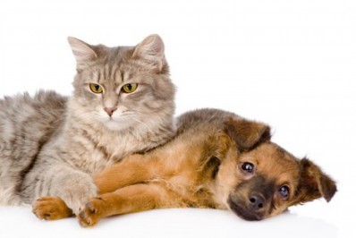 SSUBEA inicia censo de animais domesticáveis em Nova Friburgo