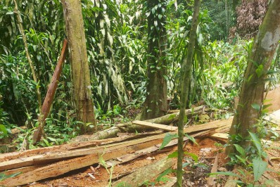 PMs registram desmatamento em Paraty