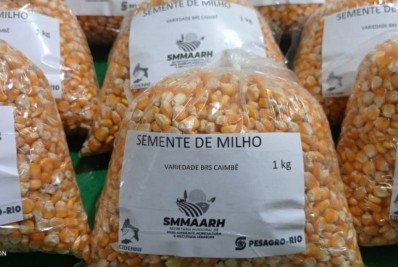 Pequenos produtores receberão sementes de milho durante a semana em projeto para fortalecer a produção