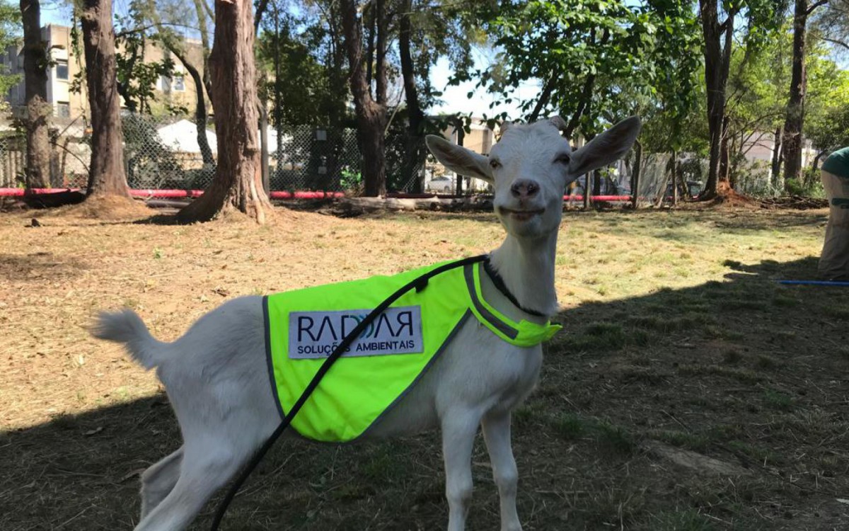 A "baby bode" é a primeira cabra contratada por um aeroporto brasileiro - Divulgação