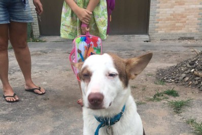 Cachorro abandonado e resgatado em Bonsucesso foge de casa