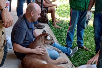 Onça-parda é encontrada em residência em Duque de Caxias, na Baixada