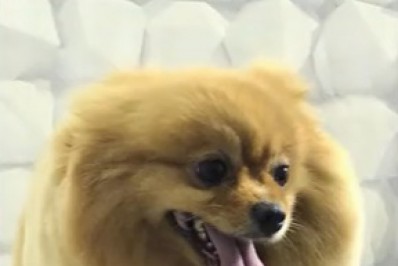 Família busca por cadela levada durante assalto em Berford Roxo