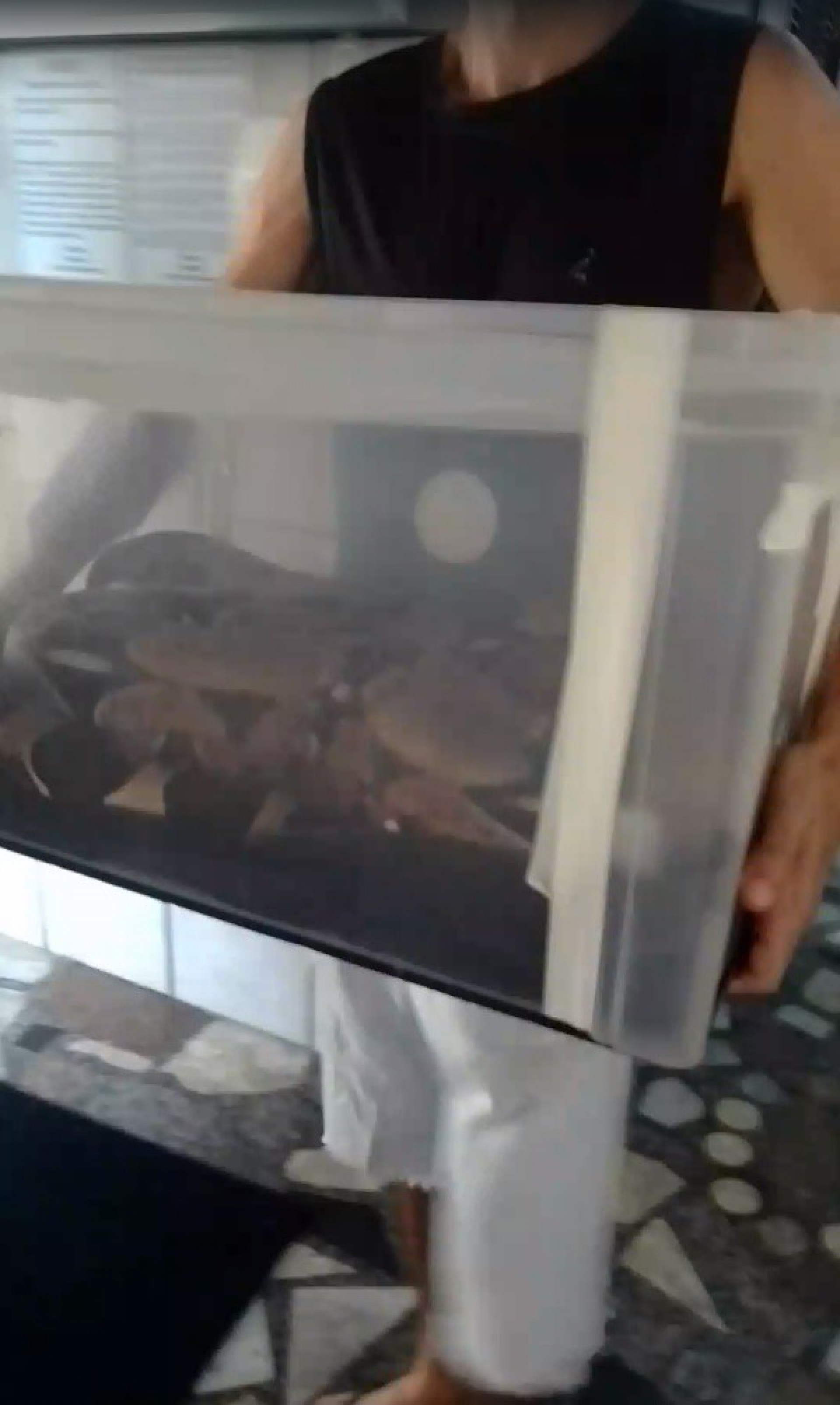 Cobra foi colocada em um recipiente e transportada para outro local