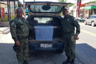 Queimadas podem estar provocando migração de animais silvestres para o perímetro urbano