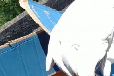 Gavião é resgatado em frente à sede da Guarda Municipal, em São Cristóvão