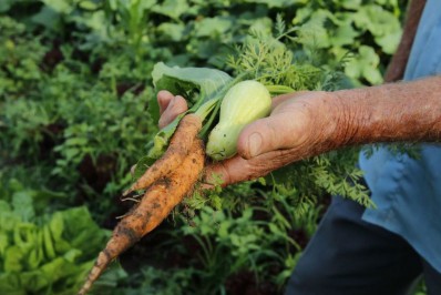 Alimentação está ameaçada pelos desastres climáticos