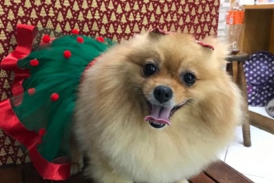 Tutora reencontra cadela levada em assalto: 'Não sei explicar o quanto estou feliz'