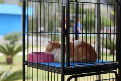 Parque Gericinó de Nilópolis recebe neste sábado (05/11) Feira de Adoção de Animais