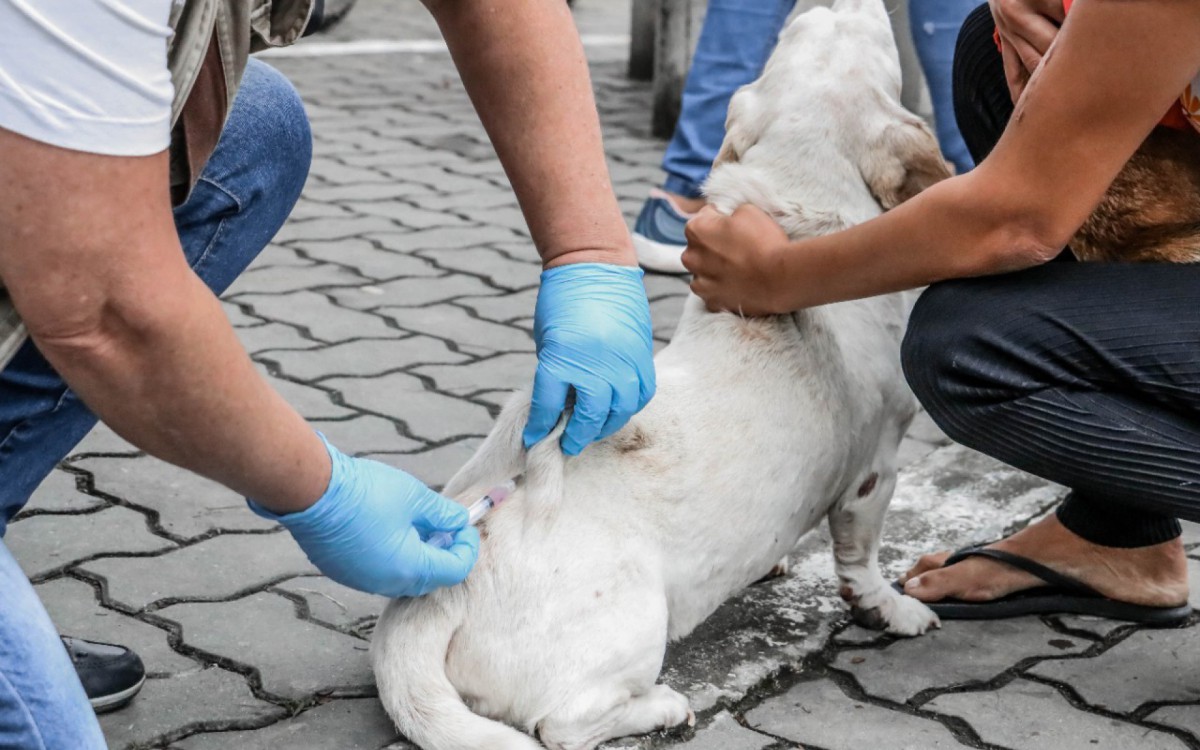 Vacinação anti rábica em Itaboraí