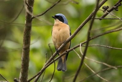 Secretaria Municipal de Meio Ambiente cataloga fauna de Barra Mansa