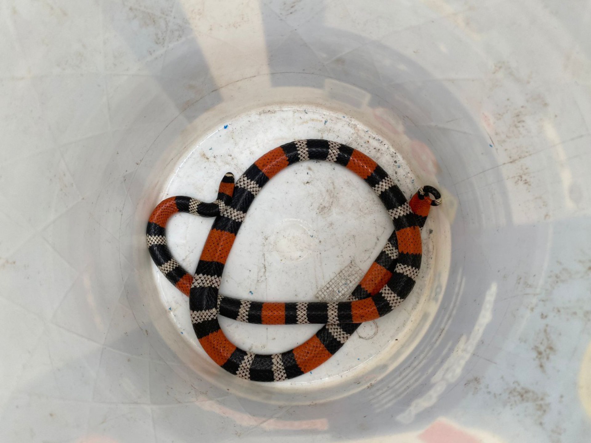 Cobra coral foi resgatada no último domingo (30) em Saquarema - Divulgação/Prefeitura de Saquarema