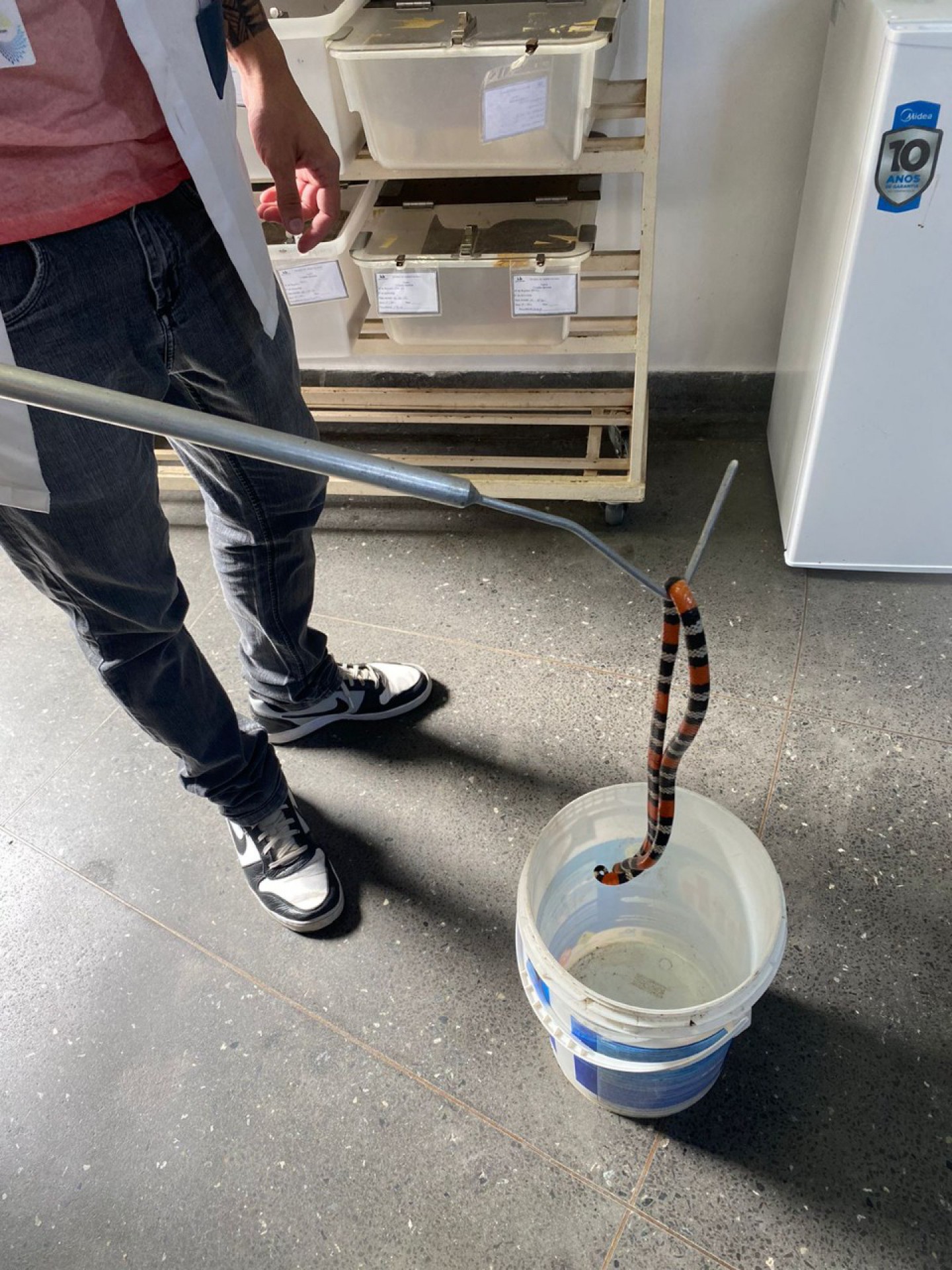 Cobra coral foi resgatada no último domingo (30) em Saquarema - Divulgação/Prefeitura de Saquarema