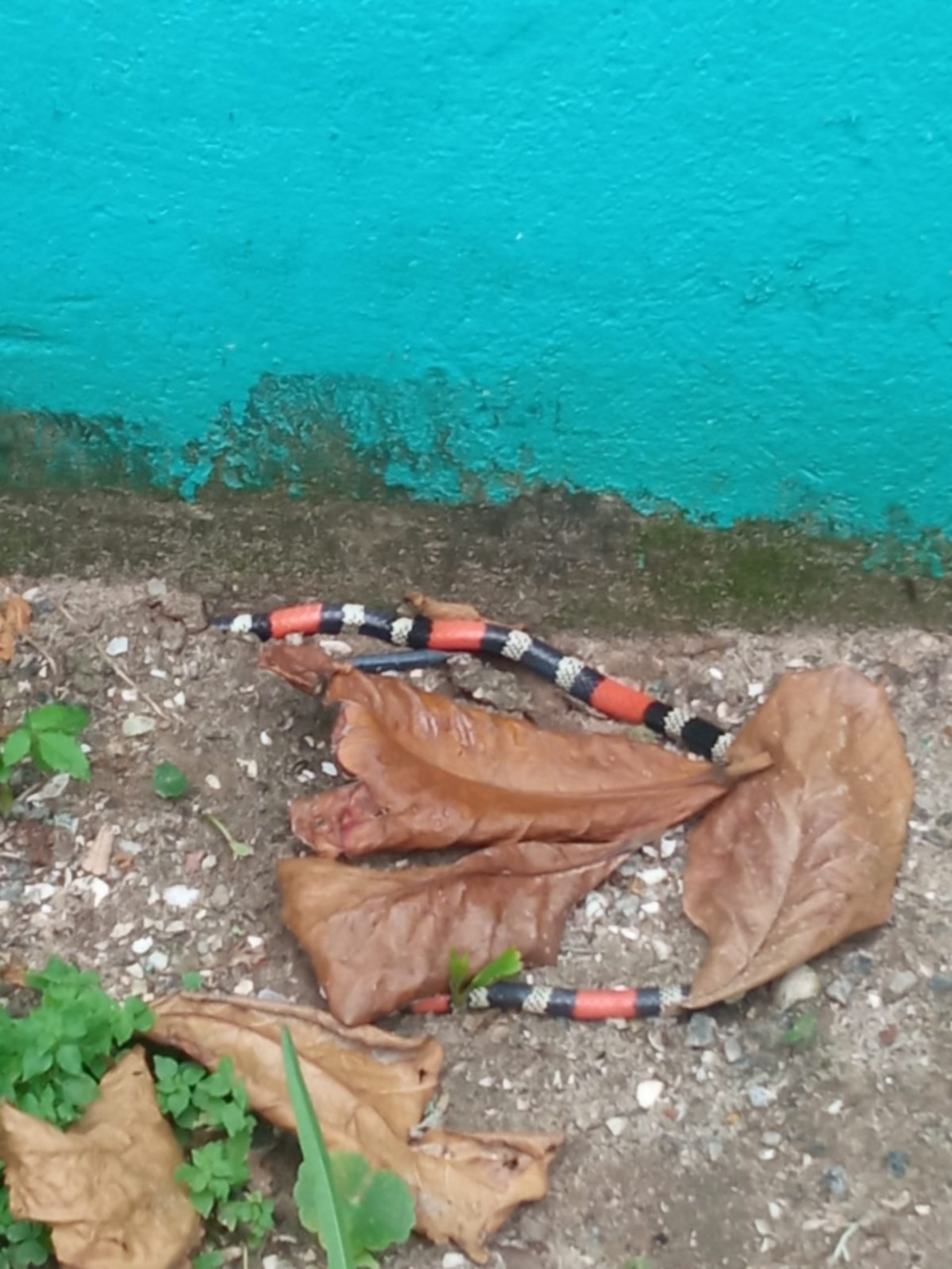 Cobra coral foi resgatada no último domingo (30) em Saquarema - Divulgação/Prefeitura de Saquarema