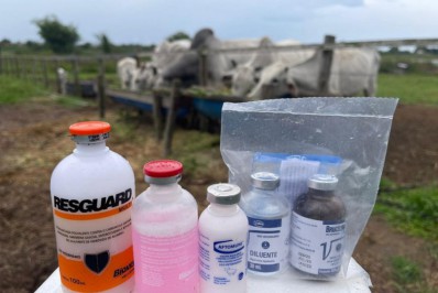 Segunda dose de vacinação contra febre aftosa em bovinos e bubalinos vai até 30 de novembro