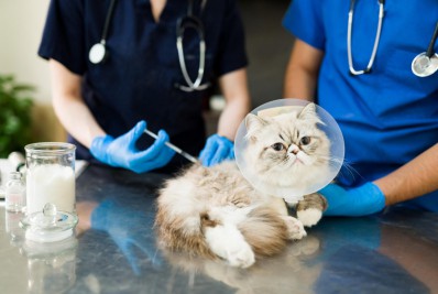 Guapimirim terá repescagem de vacinação contra raiva animal