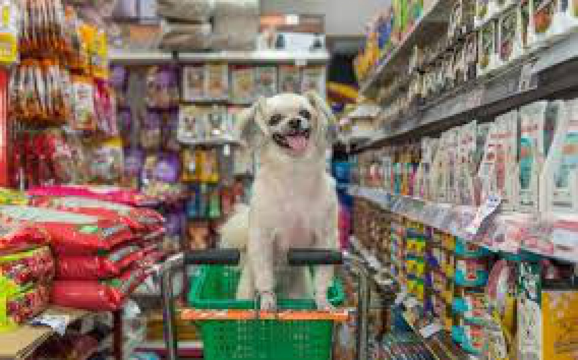 Black Friday: produtos de petshop estão entre itens mais procurados - Reprodução