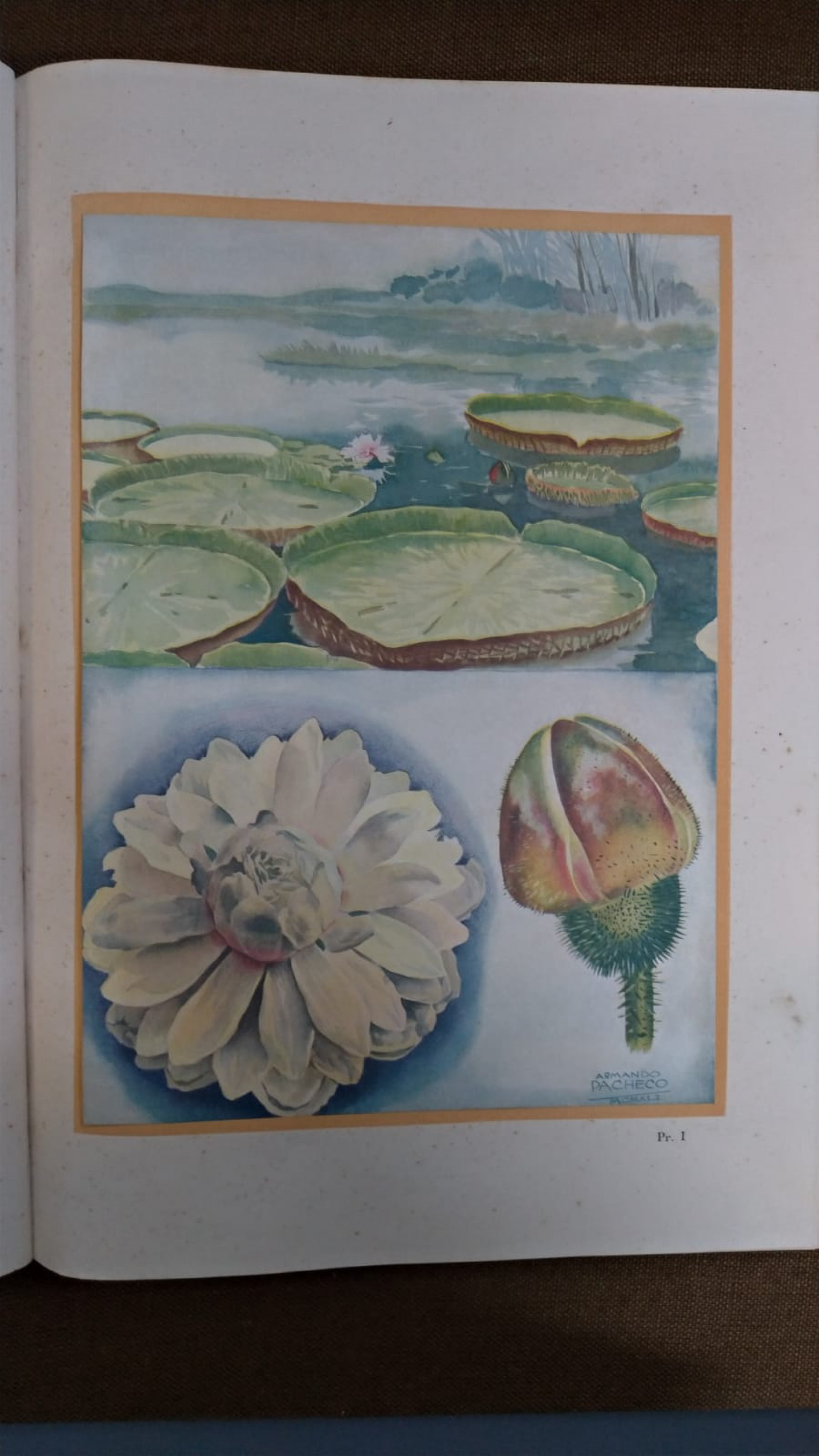 Jardim Botânico promove semana de atividades sobre o Pantanal - Divulgação