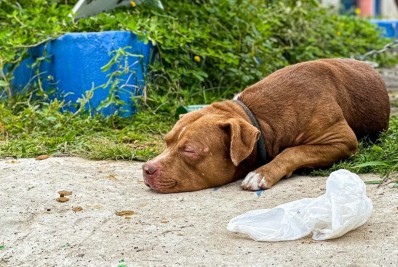 Secretaria de Meio Ambiente de Nilópolis resgata pitbull em situação de maus-tratos
